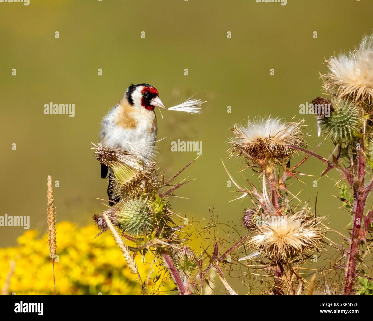 Primo piano di un uccello goldfinch che raccoglie semi dalla testa di un cardo con fiori di ragmosto giallo sullo sfondo Foto Stock