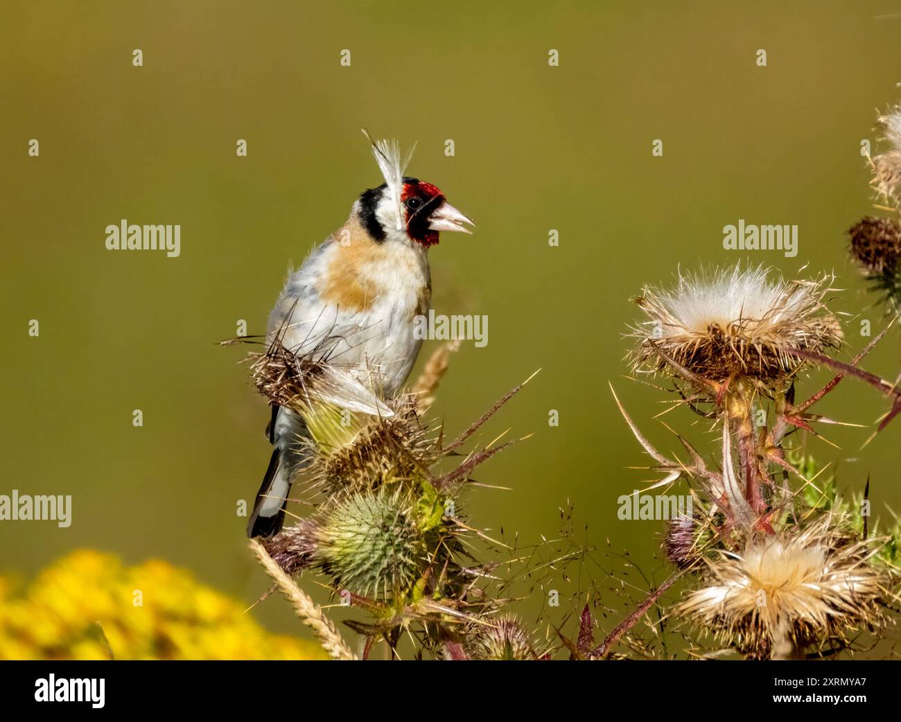Primo piano di un uccello goldfinch che raccoglie semi dalla testa di un cardo con fiori di ragmosto giallo sullo sfondo Foto Stock