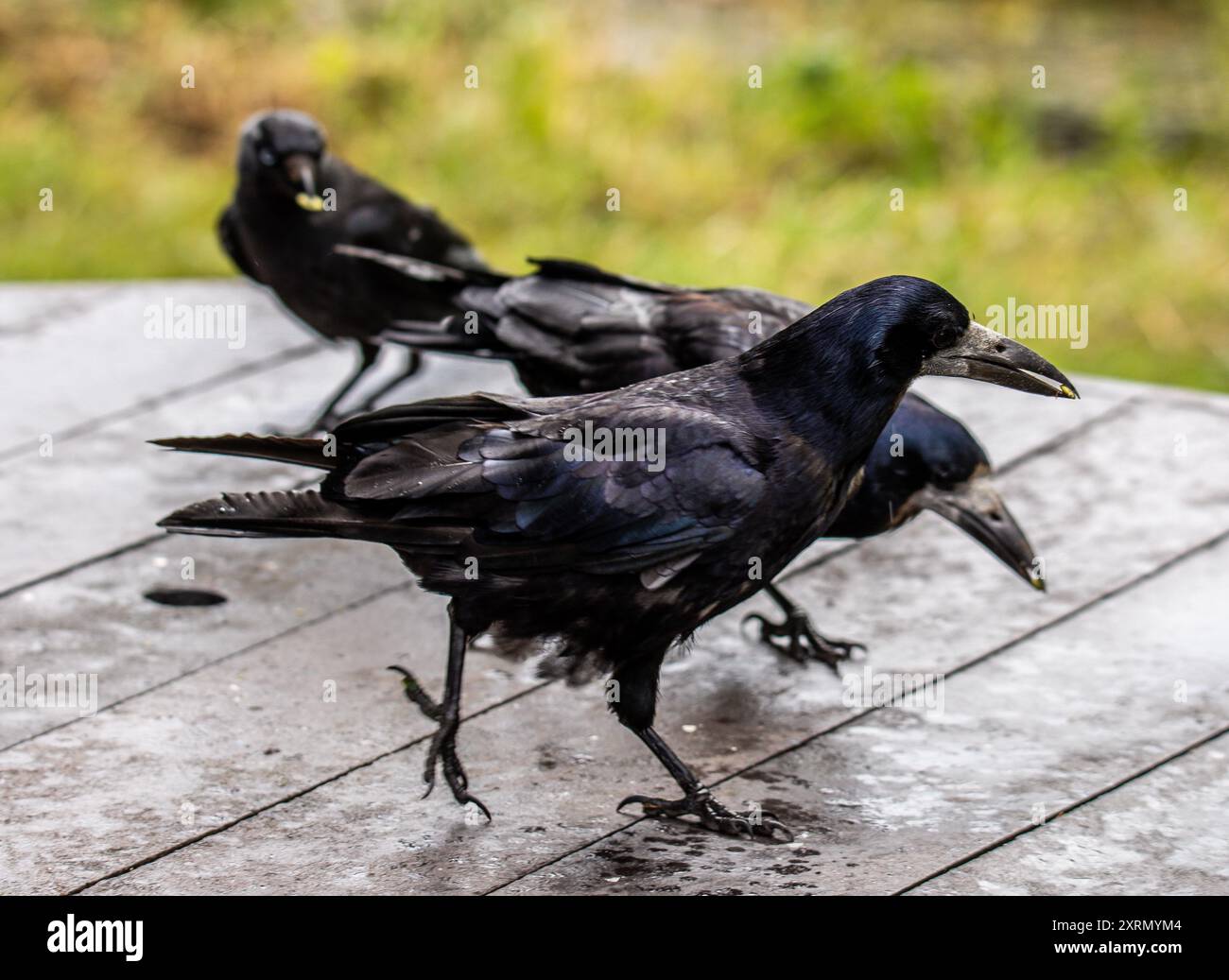 Un gruppo di corvi che camminano su un tavolo in un parco. Foto Stock