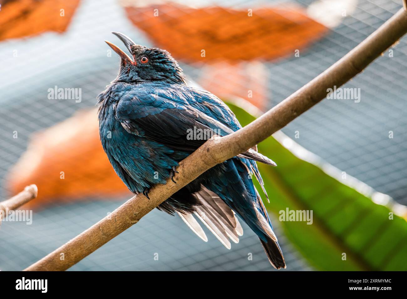 Asian Fairy-Bluebird Foto Stock