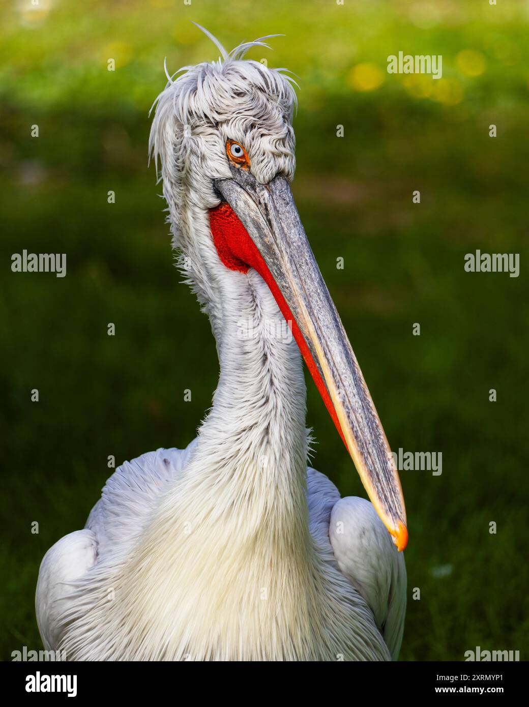 Ritratto del pellicano dalmata. È il più grande uccello d'acqua dolce del mondo, uno dei più grandi uccelli d'acqua dolce del mondo. Primo piano dell'uccello. Foto Stock