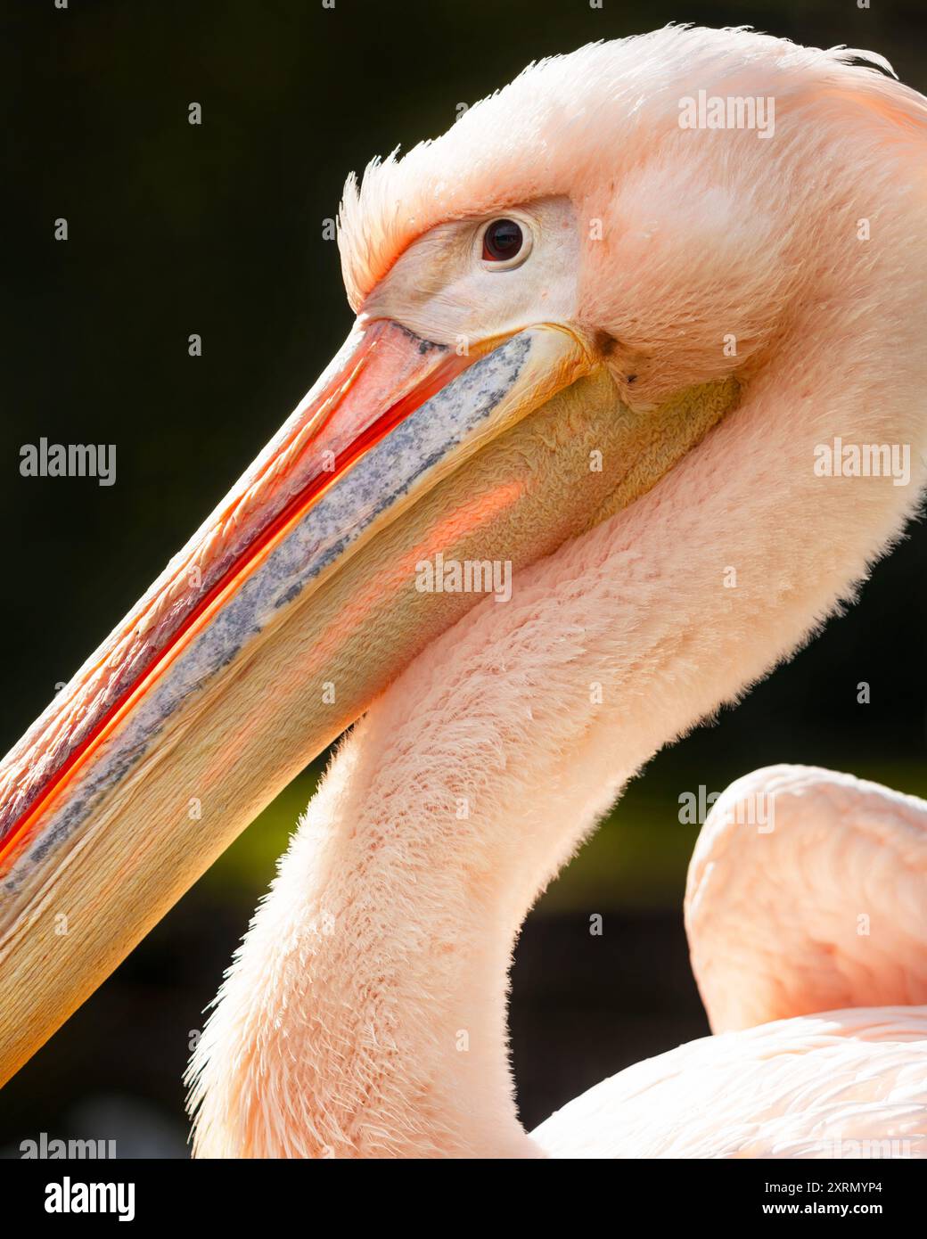 Il grande ritratto del pellicano bianco (Pelecanus onocrotalus), noto anche come il pellicano bianco orientale, rosato o bianco. Primo piano dell'uccello. Foto Stock