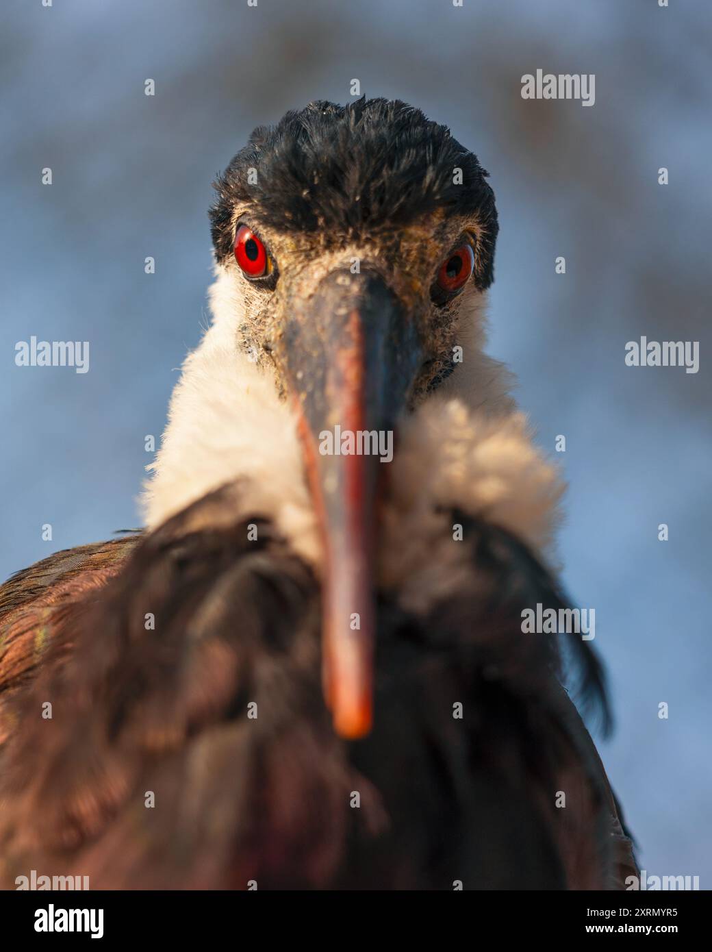 Ritratto della cicogna nera (Ciconia nigra). È un grande uccello della famiglia Stark. Vista frontale. Dettaglio degli occhi e del becco. Foto Stock