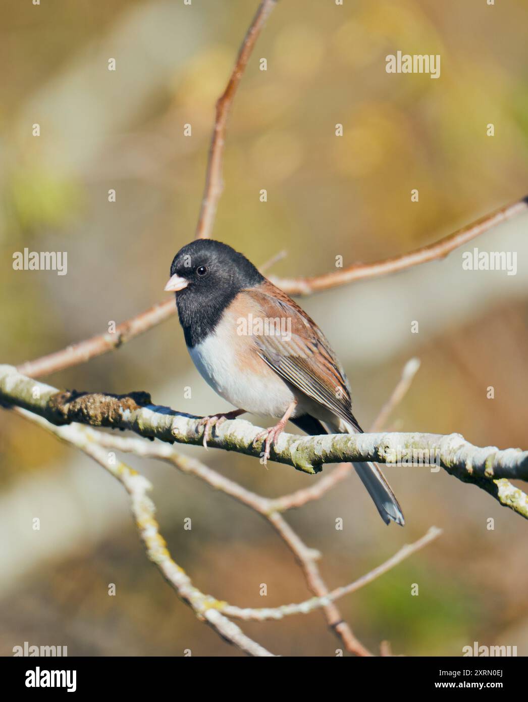 Uccello junco dagli occhi scuri arroccato su un ramo d'albero. Foto Stock