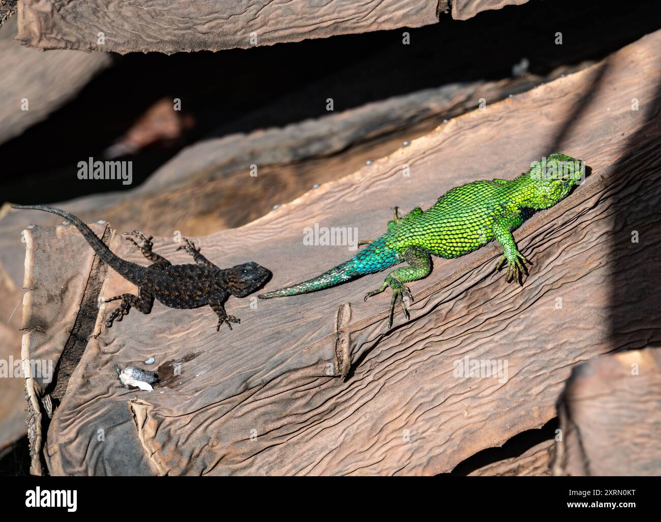 Due lucertole spinose dello Sceloporus taeniocnemis guatemaltechi che si bagnano al sole. Guatemala. Foto Stock