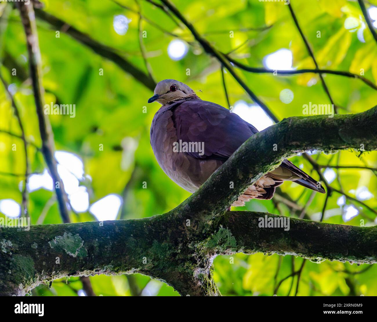Una Quail-dove di fronte bianco (Zentrygon albifacies) arroccata su un albero. Guatemala. Foto Stock