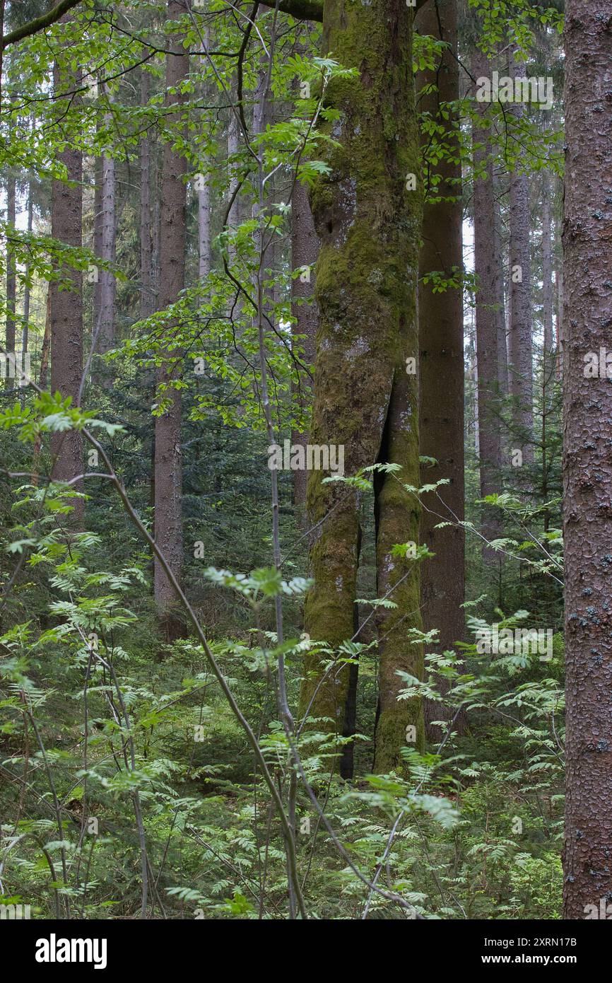 Un albero nella foresta che si erge su due gambe. Foto Stock
