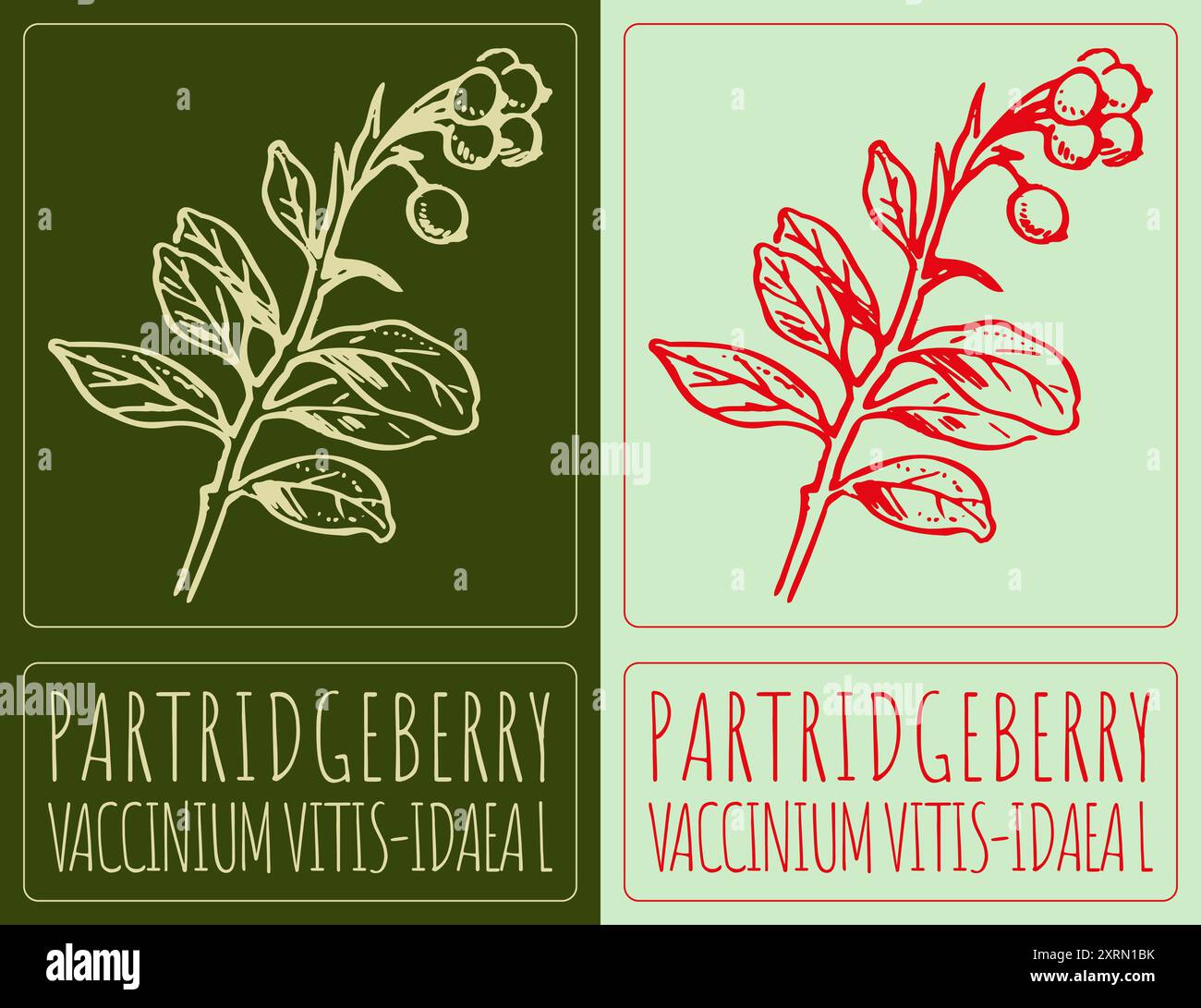 PARTRIDGEBERRY disegno vettoriale. Illustrazione disegnata a mano. Il nome latino è VACCINIUM VITIS-IDAEA L. Illustrazione Vettoriale