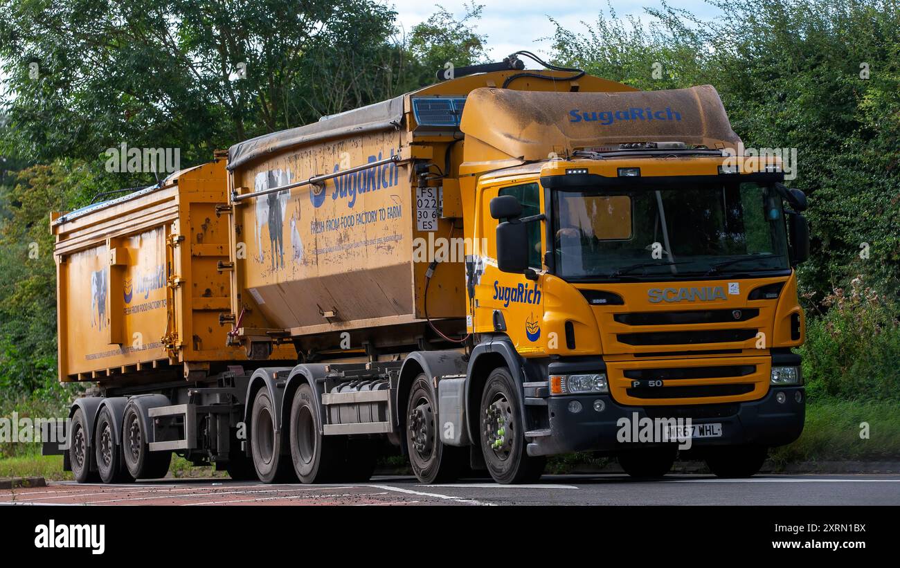 Potterspury,Northants,UK - 11 agosto 2024: 2017 camion giallo Scania P50 più rimorchio per Sugarich che raccolgono cibo in eccedenza e lo trasformano in anima Foto Stock