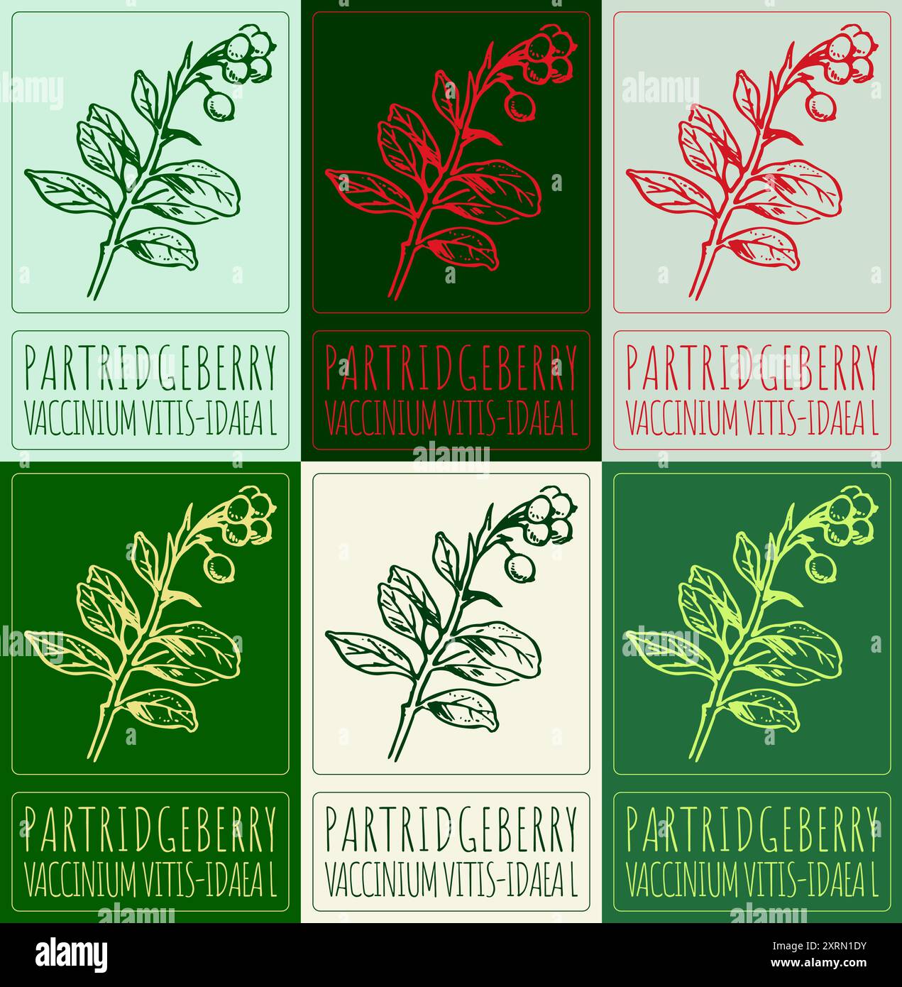Set di PARTRIDGEBERRY di disegno vettoriale in vari colori. Illustrazione disegnata a mano. Il nome latino è VACCINIUM VITIS-IDAEA L. Illustrazione Vettoriale