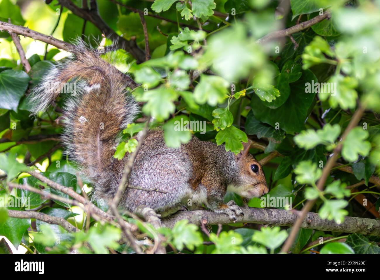 Scoiattolo grigio avvistato a Father Collins Park, Dublino. Si nutre di noci, semi e frutta. Si trova comunemente nei parchi urbani, nei boschi e nei giardini di tutta la t Foto Stock