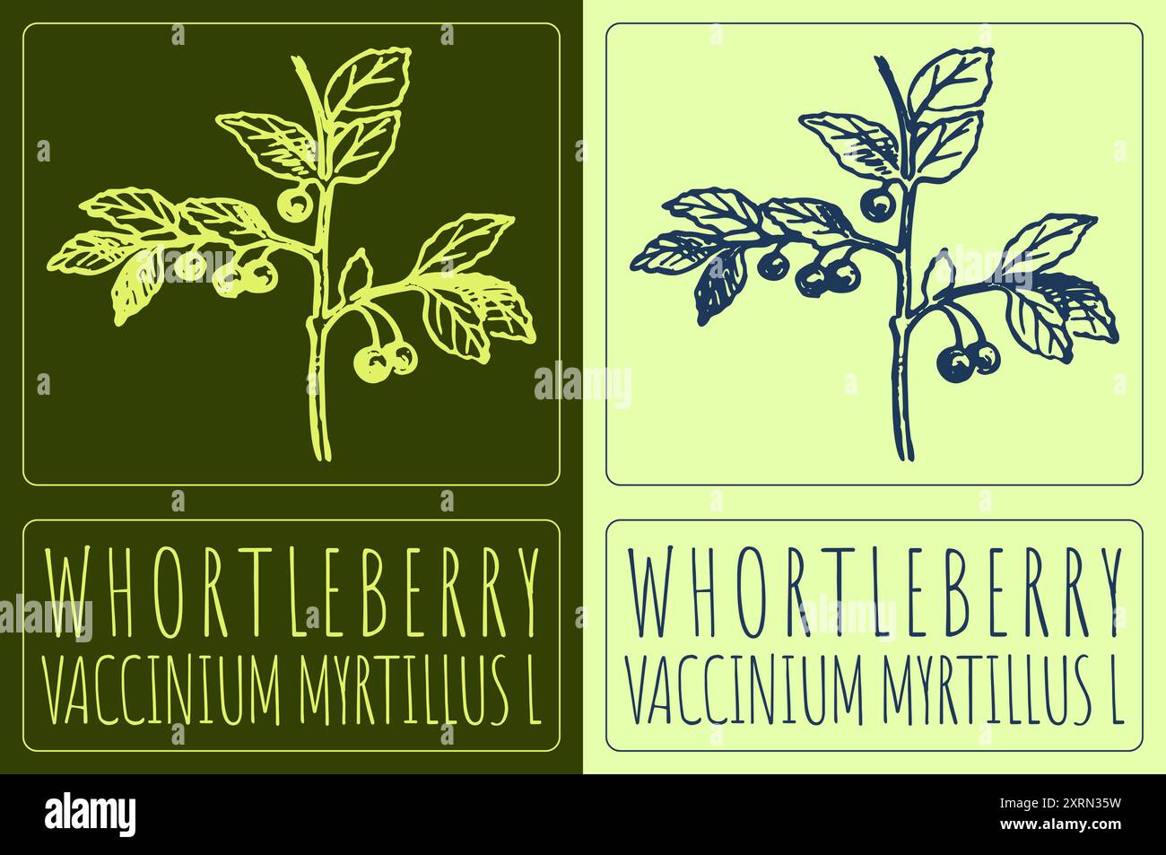 WHORTLEBERRY disegno vettoriale. Illustrazione disegnata a mano. Il nome latino è VACCINIUM MYRTILLUS L. Illustrazione Vettoriale