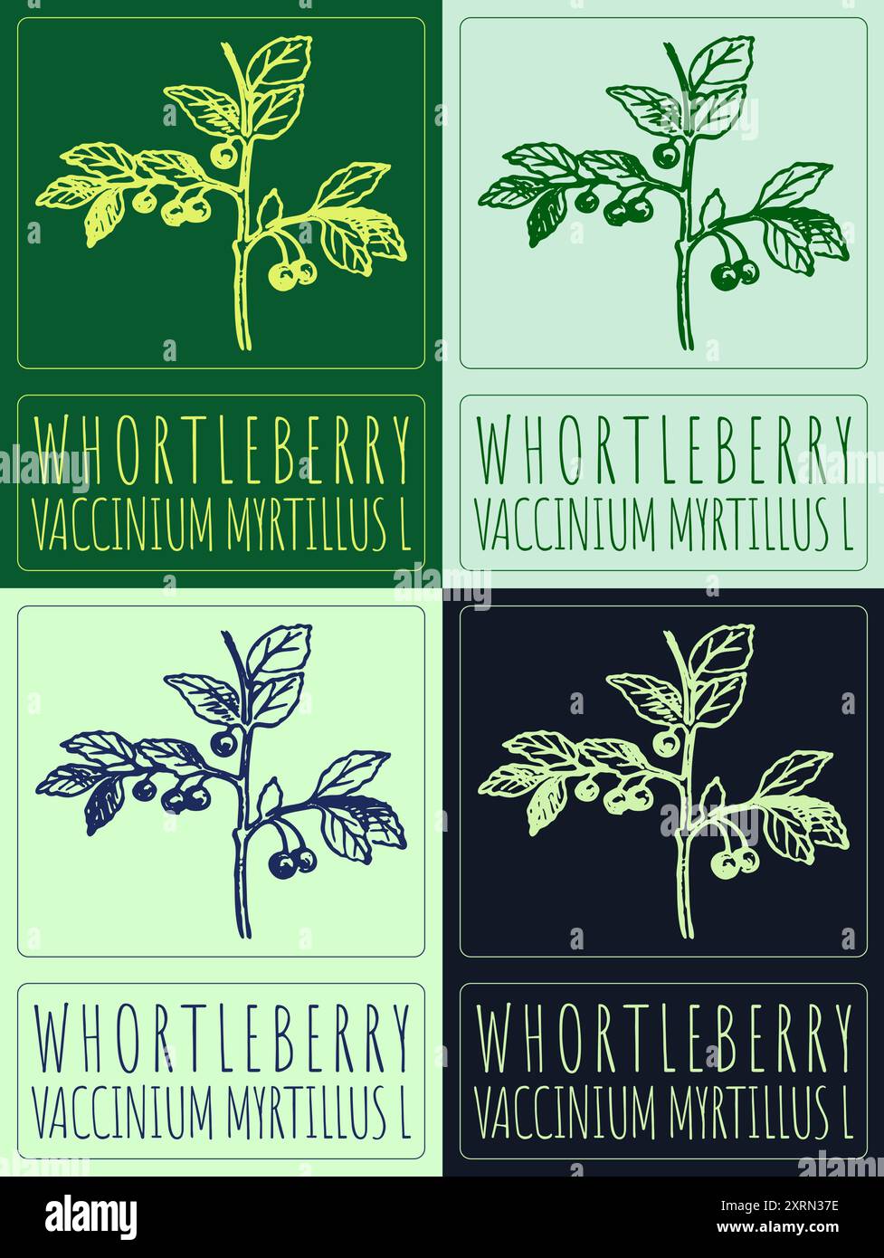 Set di disegni vettoriali WHORTLEBERRY in vari colori. Illustrazione disegnata a mano. Il nome latino è VACCINIUM MYRTILLUS L. Illustrazione Vettoriale