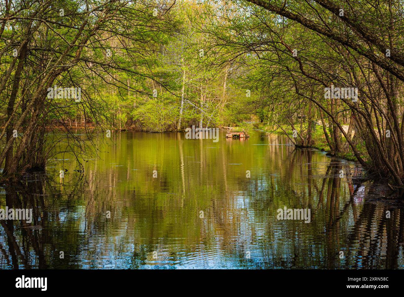 Una foto paesaggistica di un ambiente tranquillo vicino a un lago scattata nel parco statale Allaire in primavera. Foto Stock