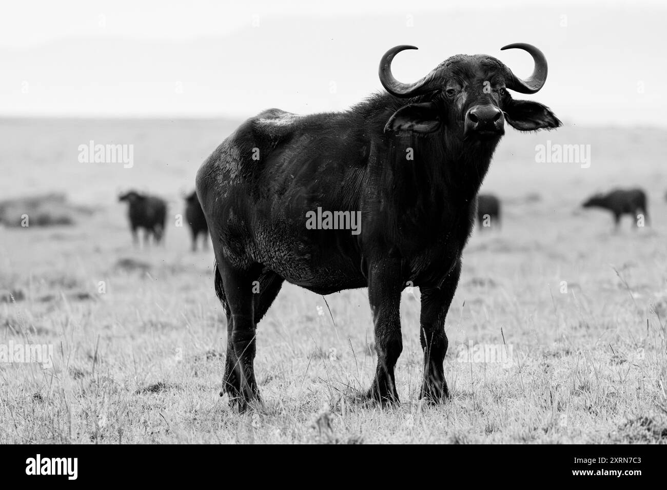 Toro di bufalo africano o del Capo. Riserva di caccia del Masai Mara, Kenya, Africa. Foto Stock