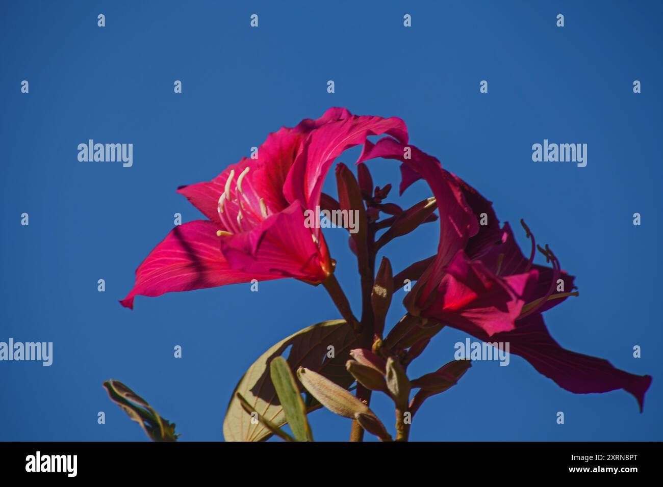 Butterfly Orchid Tree Bauhinia purpurea 14573 Foto Stock