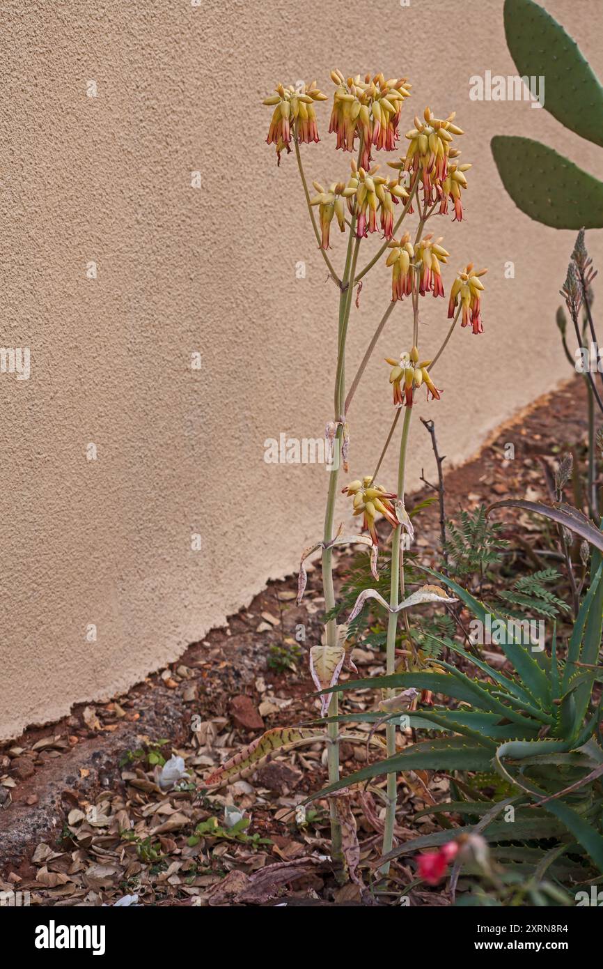 Corallo Aloe Aloe striata 14581 Foto Stock