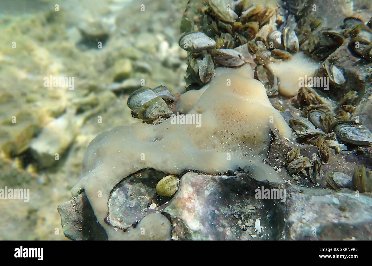 Ochridaspongia rotunda è una spugna d'acqua dolce endemica del lago di Ocrida. Foto Stock