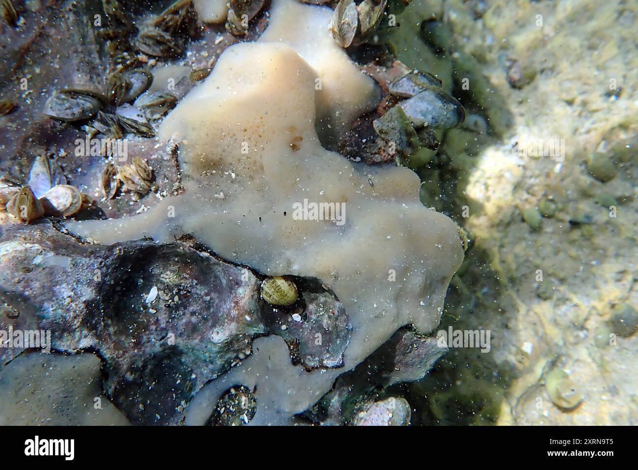 Ochridaspongia rotunda è una spugna d'acqua dolce endemica del lago di Ocrida. Foto Stock