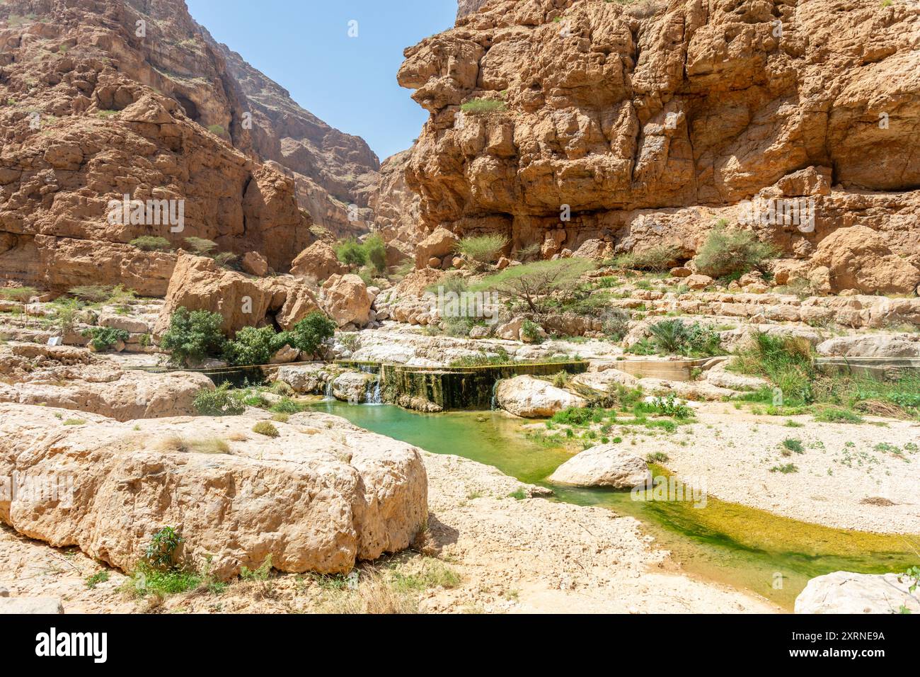 L'acqua di un'oasi verde scorre nel mezzo del canyon di Wadi Shab, Tiwi, sultanato dell'Oman Foto Stock