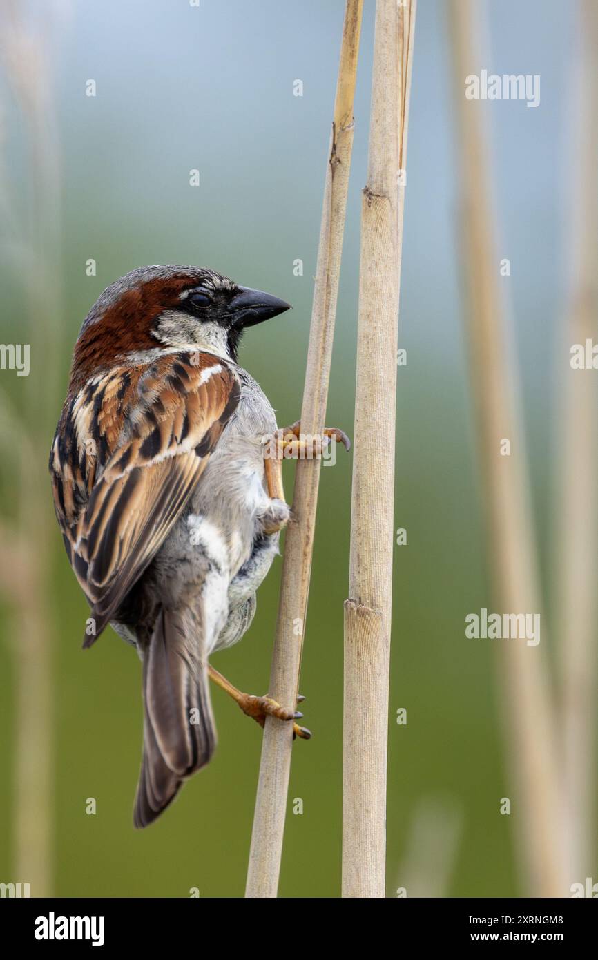 Male House Sparrow avvistato a Father Collins Park, Dublino. Si nutre di semi, insetti e briciole. Si trova comunemente in aree urbane, parchi e giardini acro Foto Stock