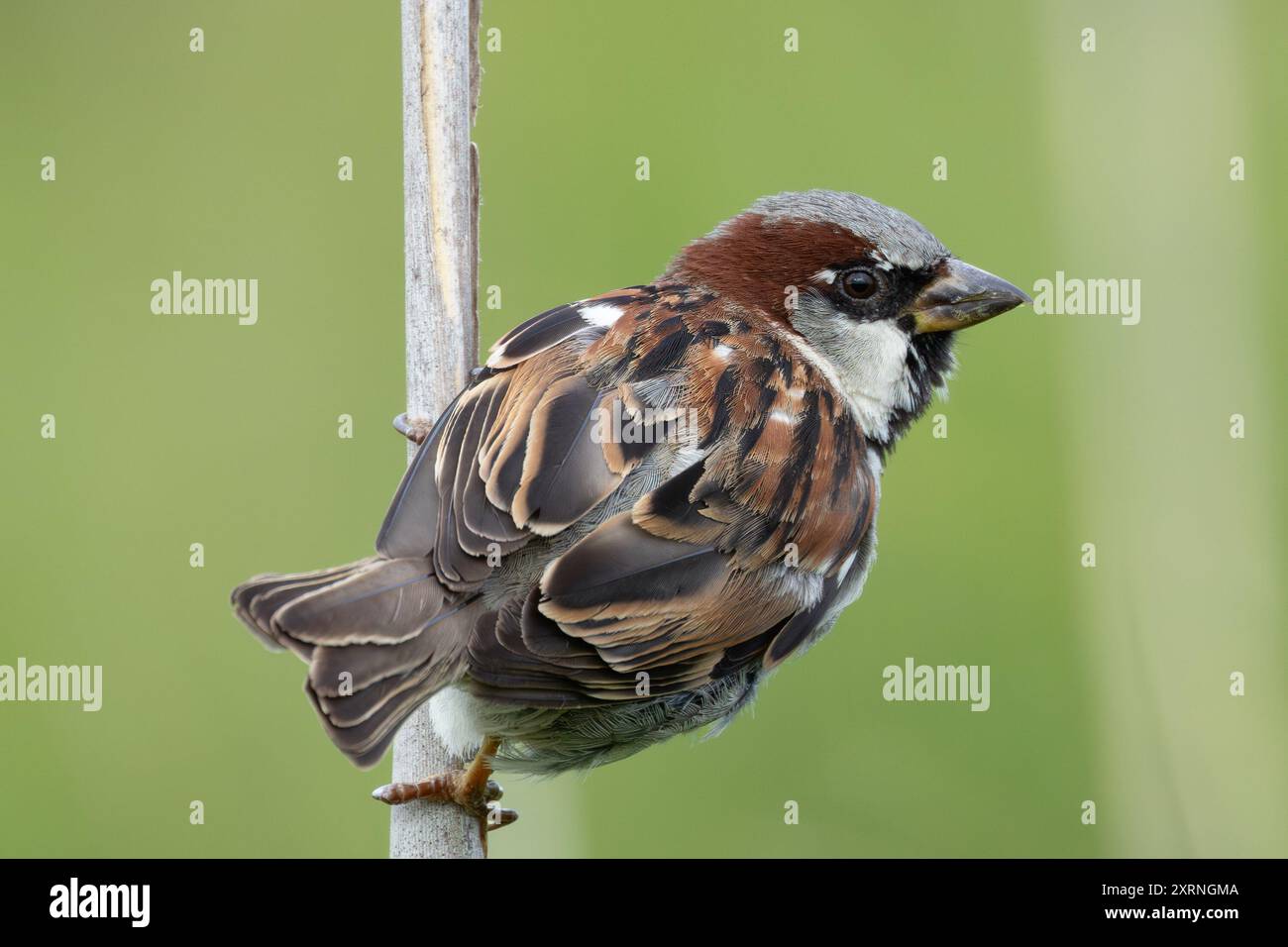 Male House Sparrow avvistato a Father Collins Park, Dublino. Si nutre di semi, insetti e briciole. Si trova comunemente in aree urbane, parchi e giardini acro Foto Stock