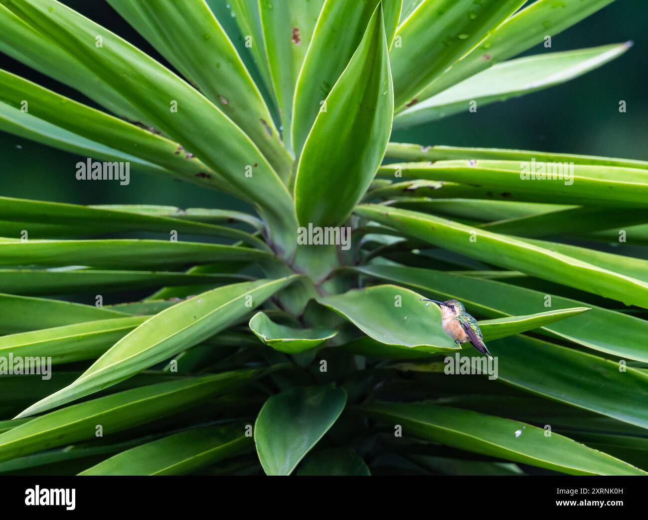 Un piccolo colibrì Slender Sheartail (Doricha enicura) arroccato su una gigantesca pianta di Agave. Guatemala. Foto Stock