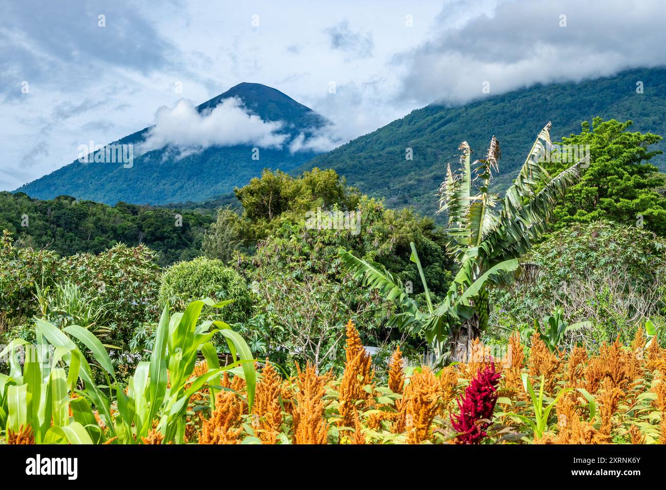 Coni vulcanici sullo sfondo di un campo di fiori. Guatemala. Foto Stock