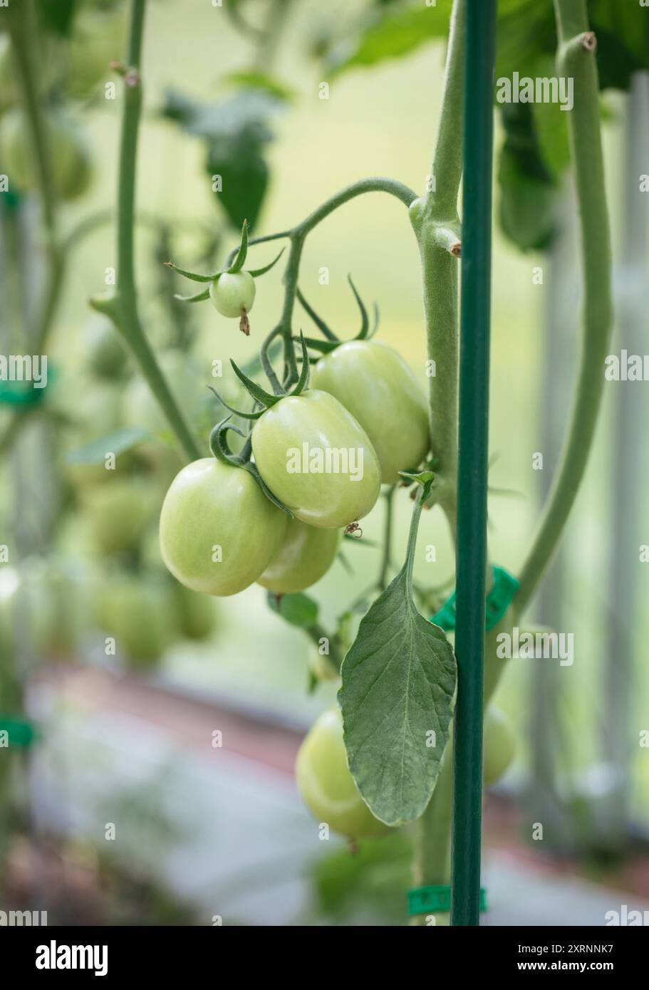 Pomodori verdi non maturi che crescono in una serra. Pomodori su un ramo. Verdure naturali fatte in casa. Foto Stock