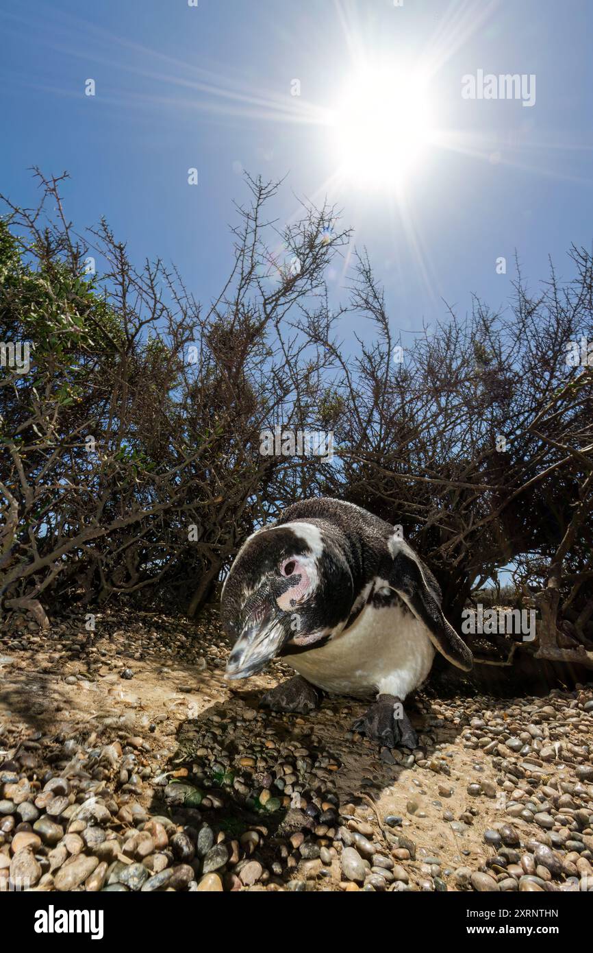 Pinguino di Magellano adulto (Spheniscus magellanicus) in un sito di riproduzione nella penisola di Valdez, Patagonia, Argentina. Foto Stock