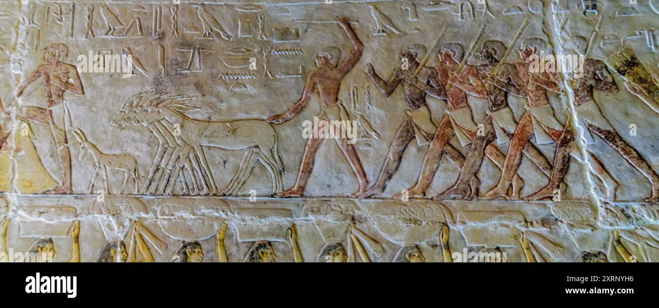 Bassorilievo dalla tomba di Mehu che mostra asini e lavoratori che vengono portati al luogo del raccolto Foto Stock