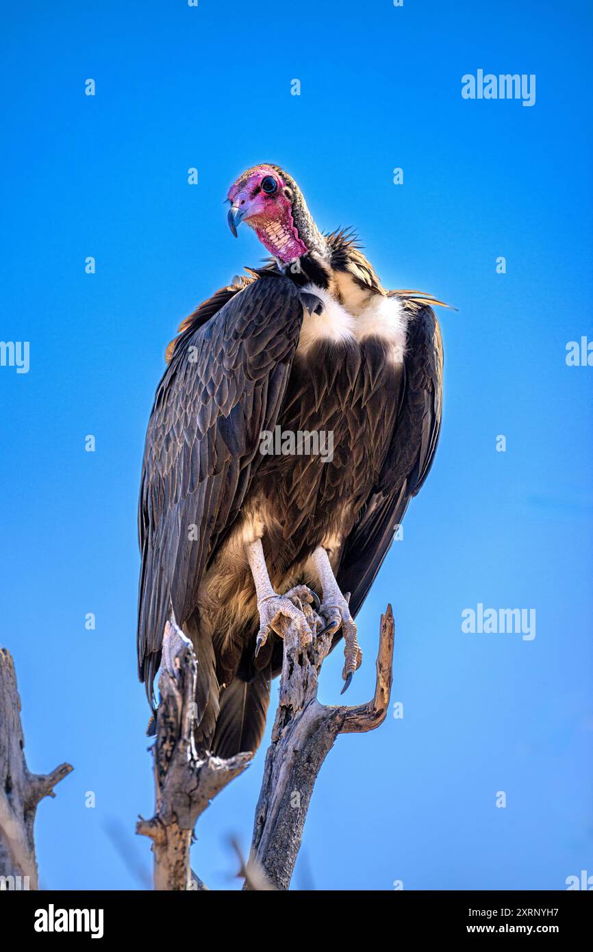 Lappet affrontò l'avvoltoio in attesa che la sessione di alimentazione iniziasse al Victoria Falls Safari Lodge Foto Stock