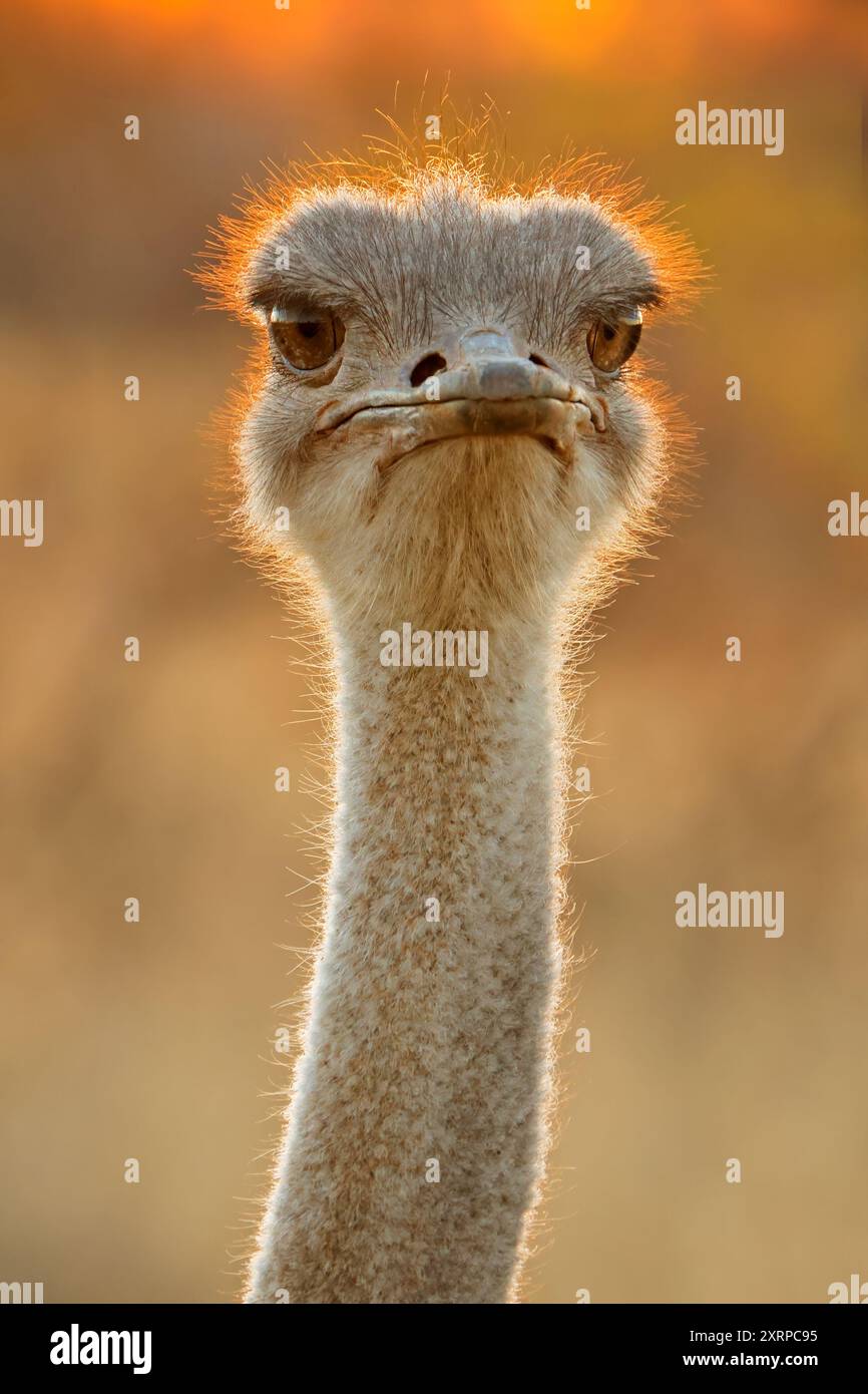 Ritratto ravvicinato di uno struzzo (Struthio camelus) al tramonto, Sudafrica Foto Stock