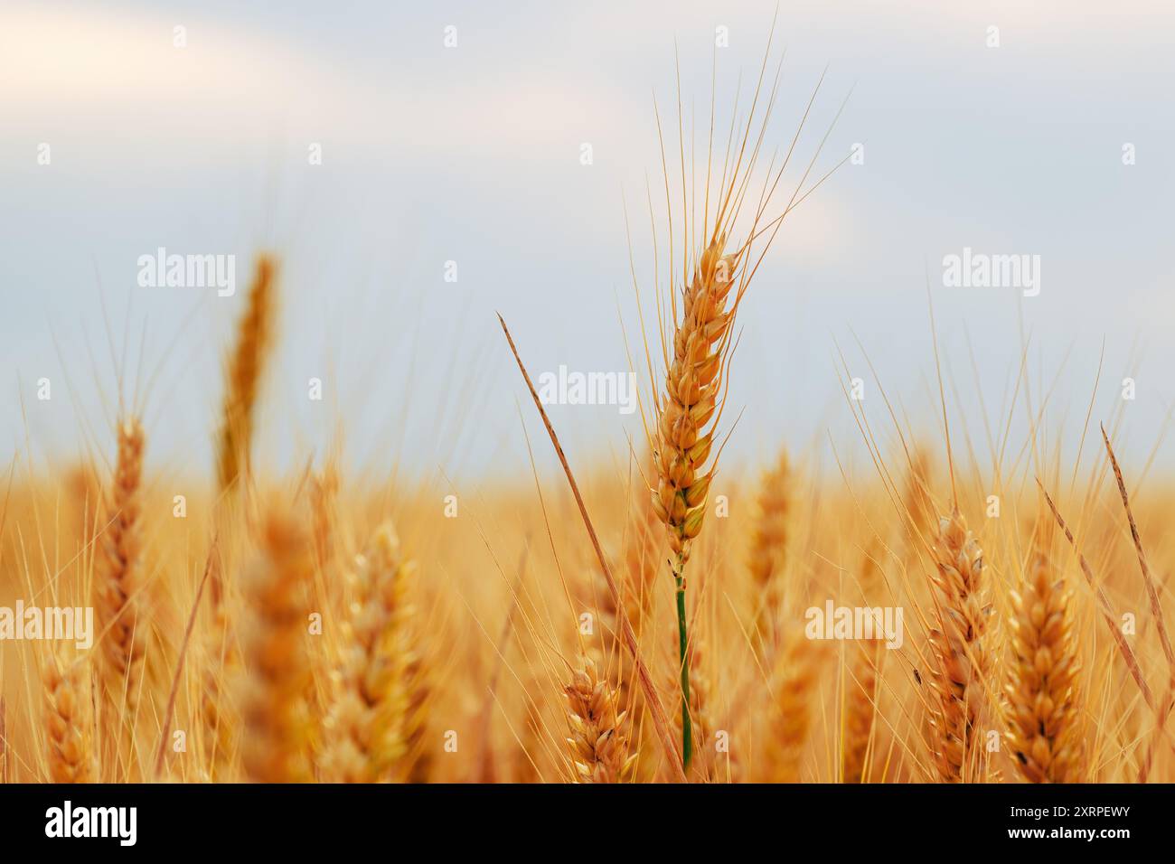 Orecchie mature di grano con tenda lunga sul campo, messa a fuoco selettiva Foto Stock