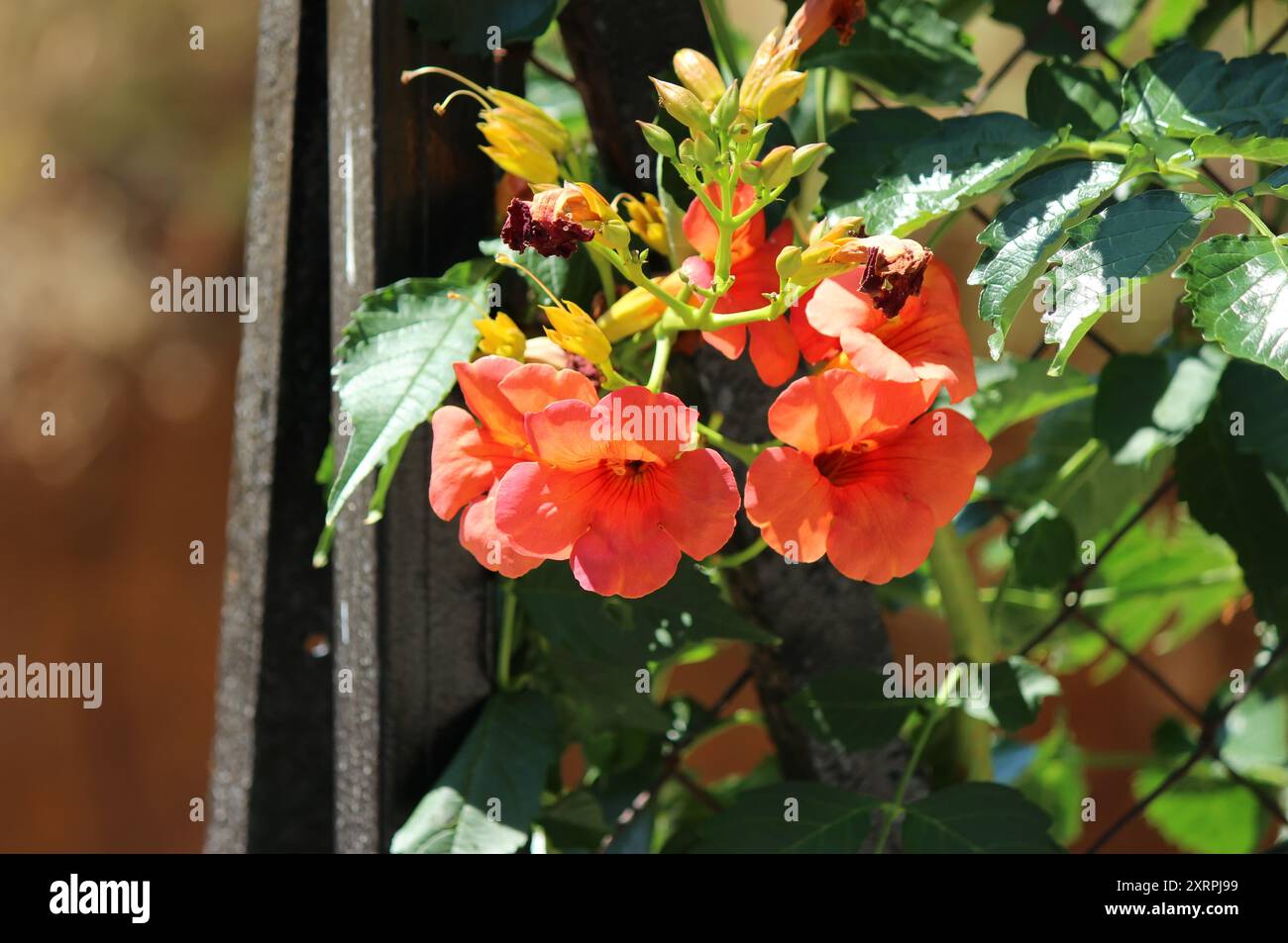 Tromba cinese, fiore del superriduttore (Campis grandiflora) Foto Stock