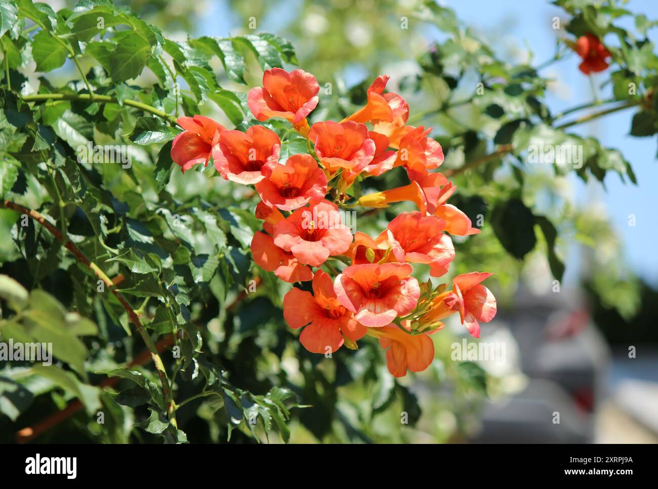 Tromba cinese, fiore del superriduttore (Campis grandiflora) Foto Stock