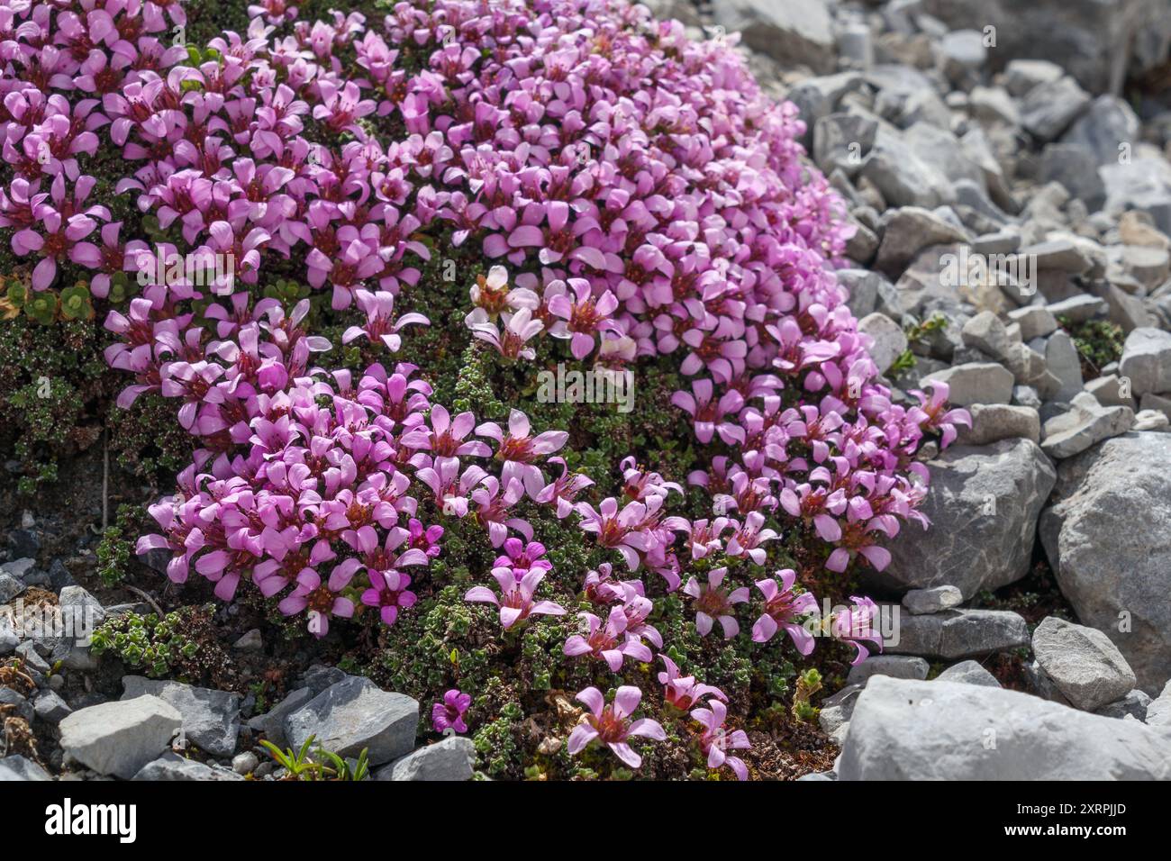 Saxifraga oppositifolia. Flora alpina della valle del Zebrù nel gruppo montuoso Ortles-Cevedale. Alpi italiane. Europa. Foto Stock