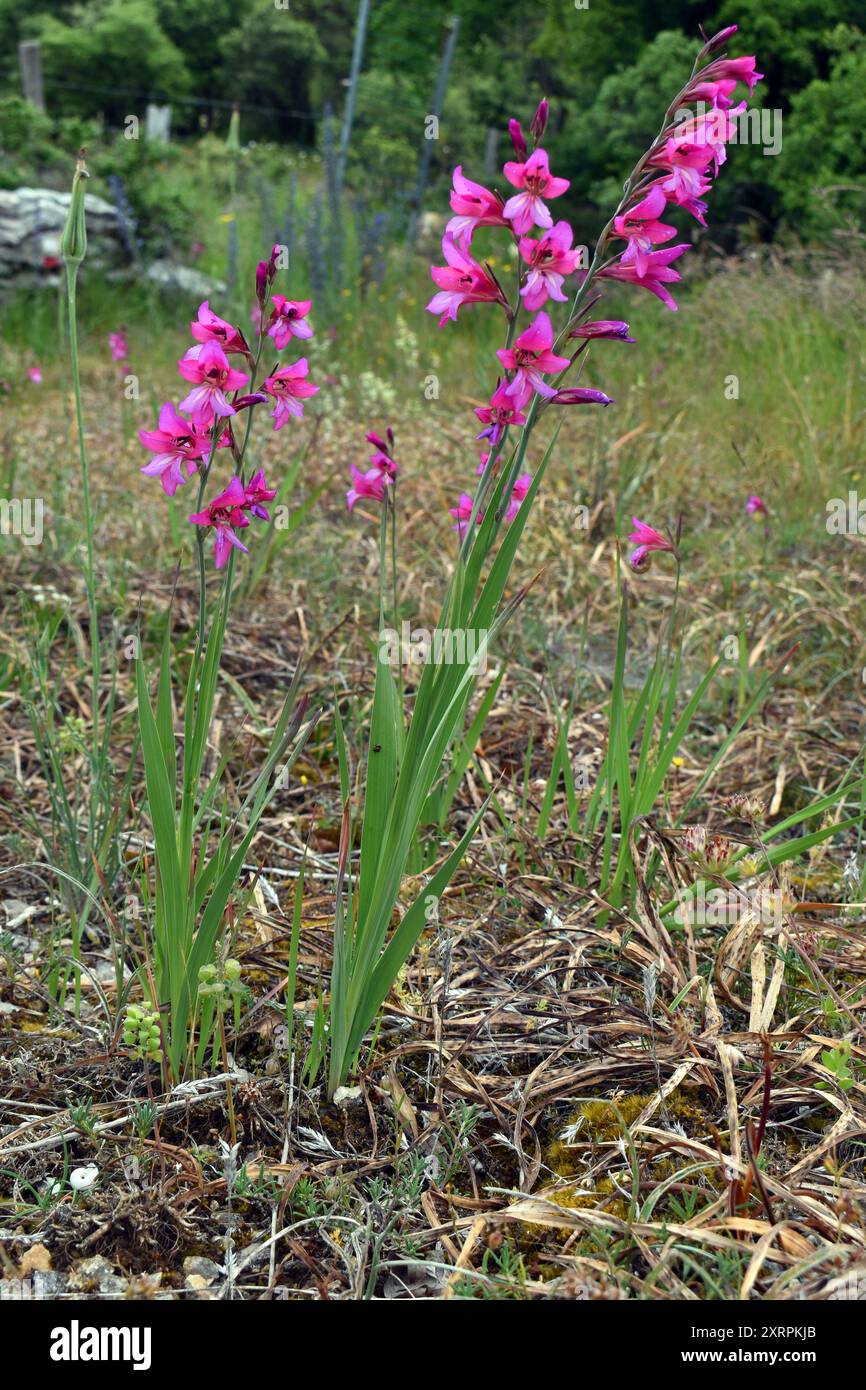 Il gladiolus selvaggio (Gladiolus illyricus) su una prateria sassosa Foto Stock