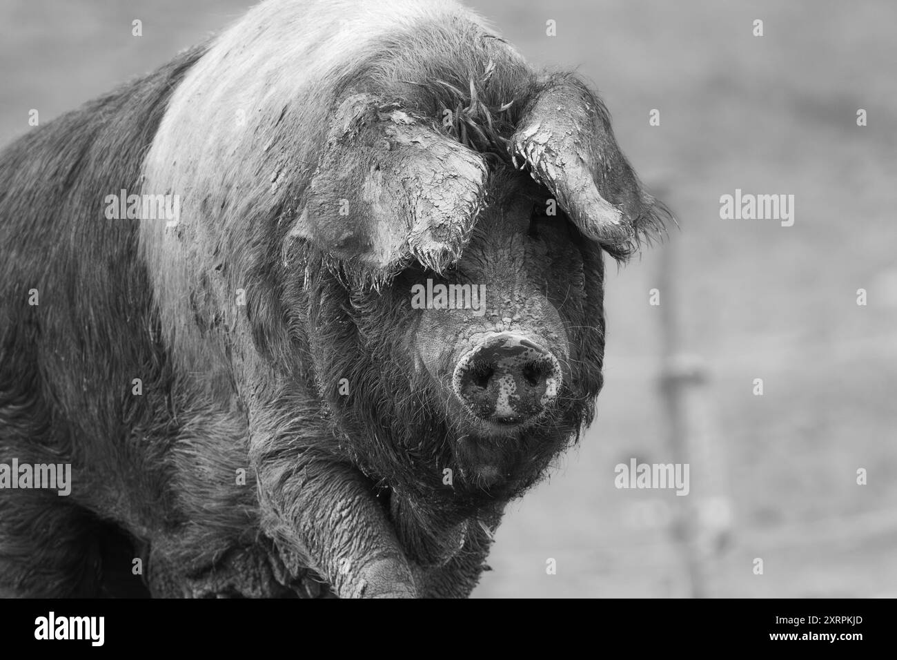 ritratto monocromatico di un maiale domestico, evidenziandone la consistenza e il carattere in bianco e nero Foto Stock