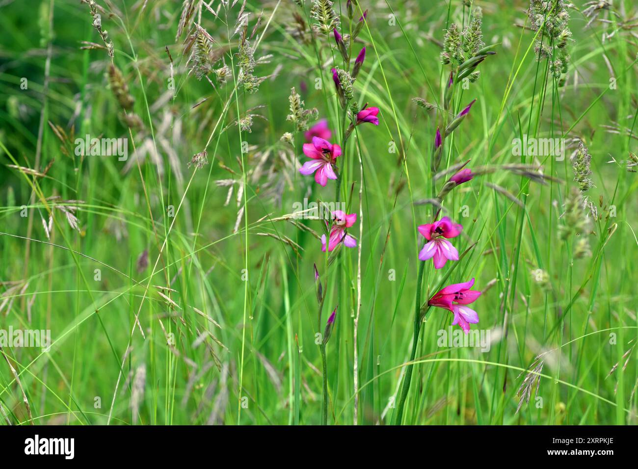 Il selvaggio gladiolus (Gladiolus illyricus) tra le erbe Foto Stock