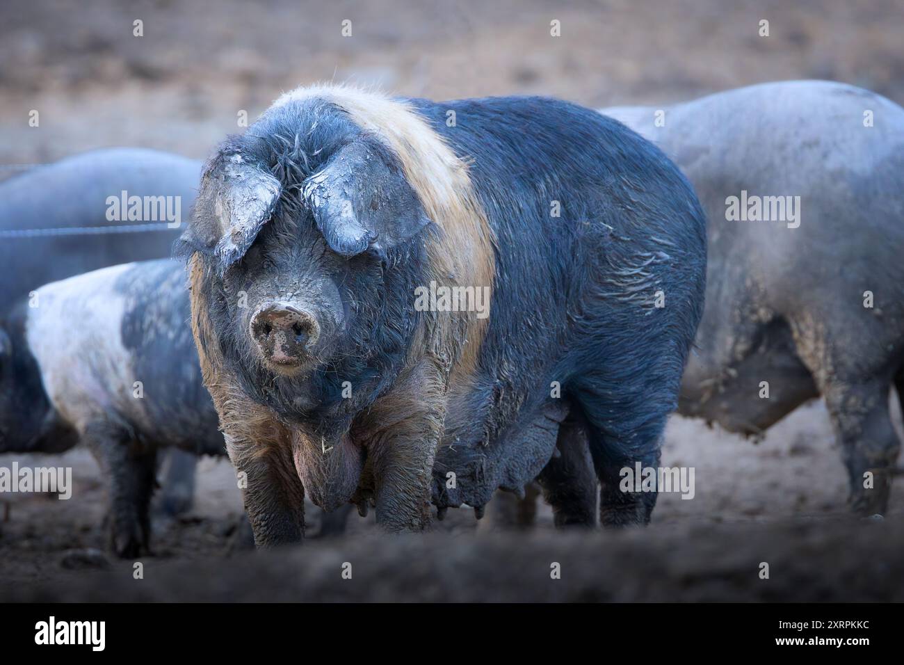 enorme maiale domestico bazna alla fattoria, animale pieno di fango Foto Stock