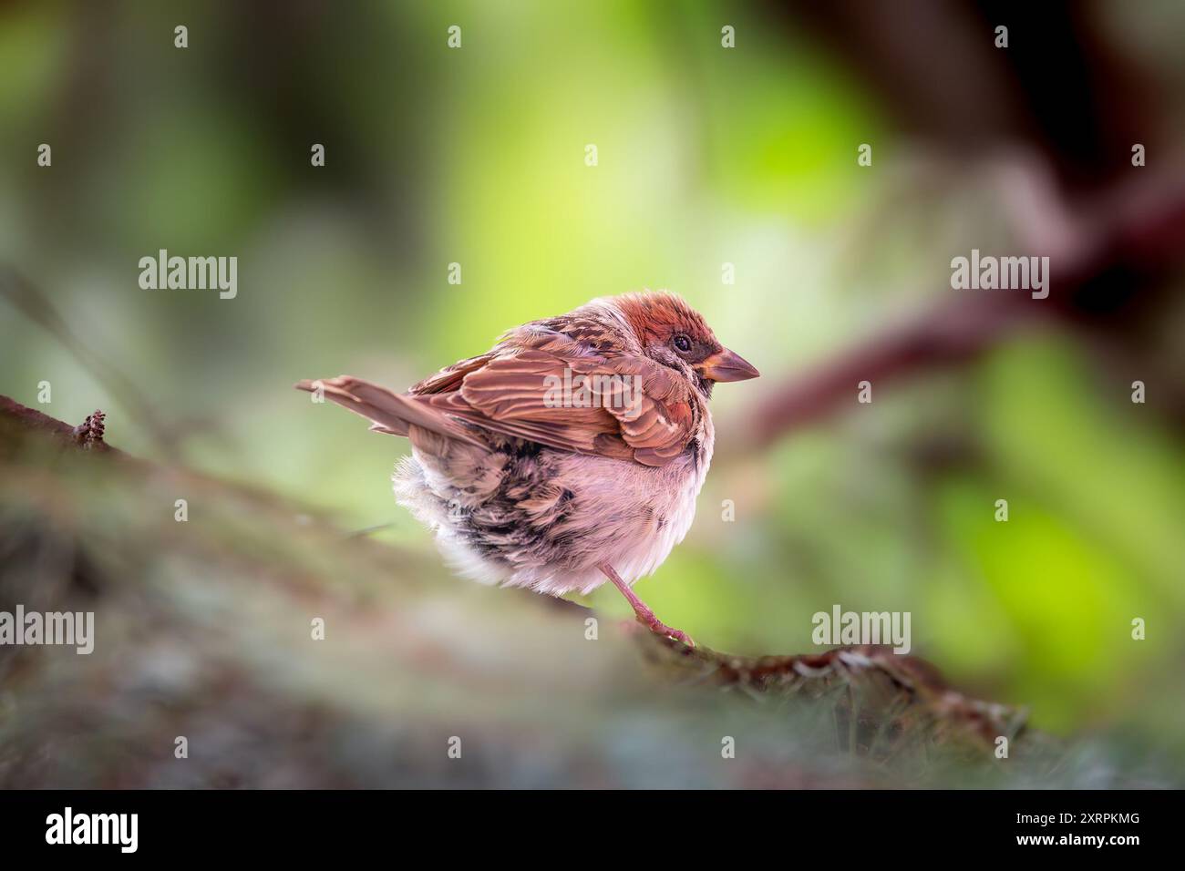 Adorabile passero giovanile arroccato in un giardino, catturando i suoi dintorni naturali (Passer montanus); un tipo di uccello presente nella maggior parte delle aree urbane Foto Stock