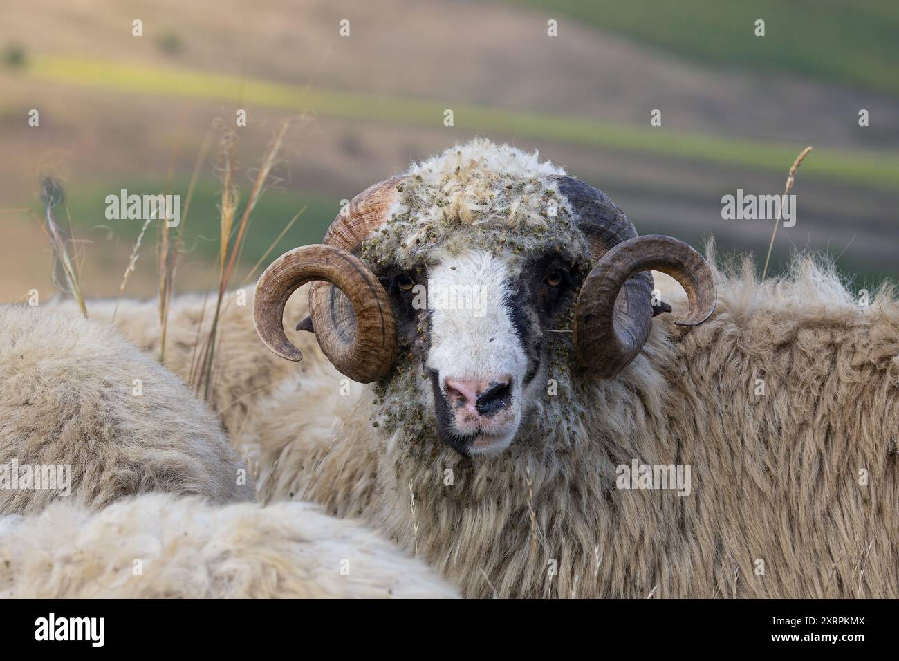 grande ritratto di ariete domestico, animale in piedi con la sua mandria vicino alla fattoria Foto Stock