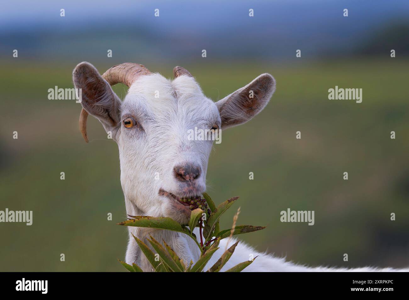 affascinante ritratto di una graziosa capra bianca domestica, che mostra la sua espressione delicata e la morbida pelliccia. Foto Stock