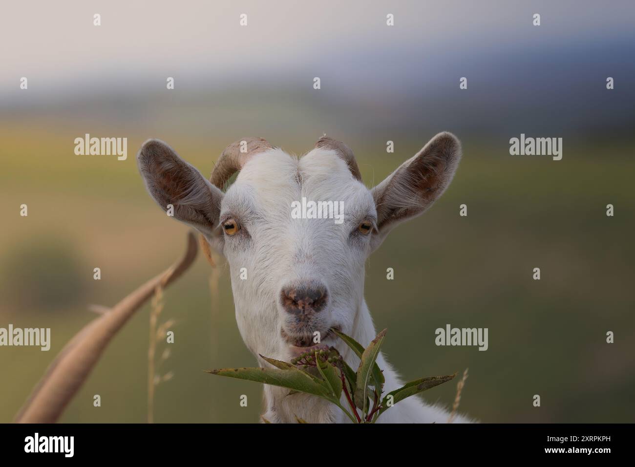 ritratto di una capra bianca che pascolava vicino alla fattoria Foto Stock