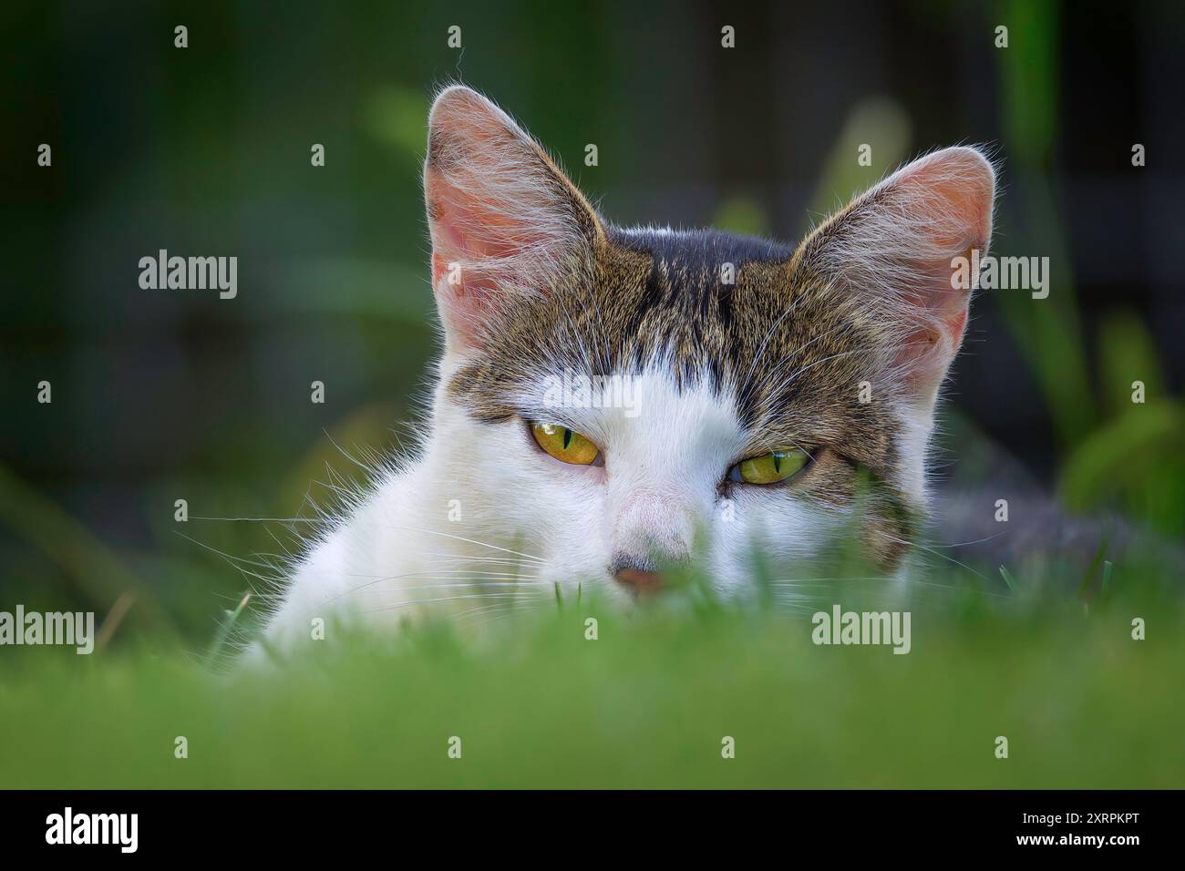 ritratto di un gatto tabby domestico sul prato, curioso animale che guarda la macchina fotografica Foto Stock