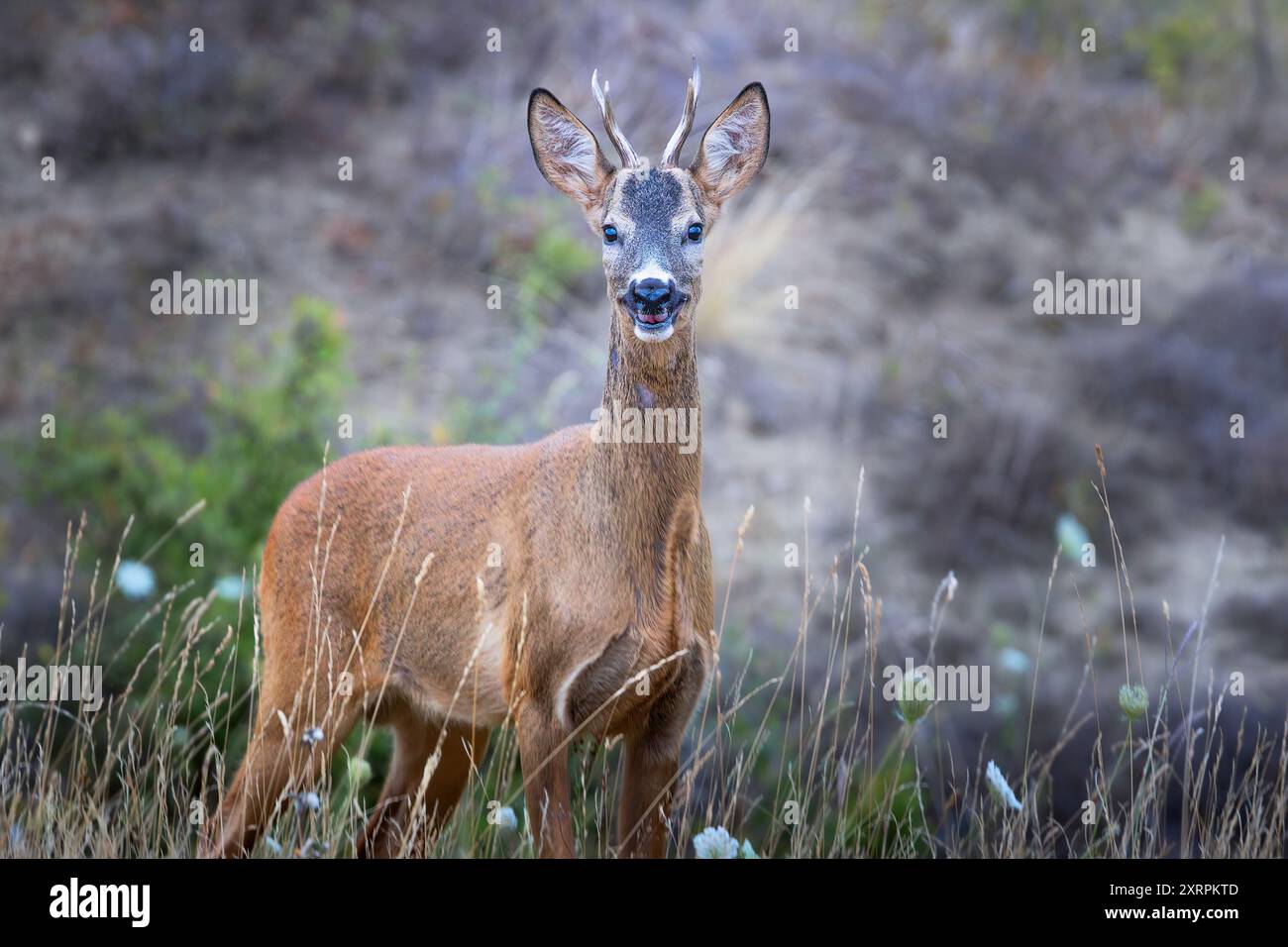 Giovani curiosi caprioli buck in habitat naturale (Capreolus capreolus) Foto Stock