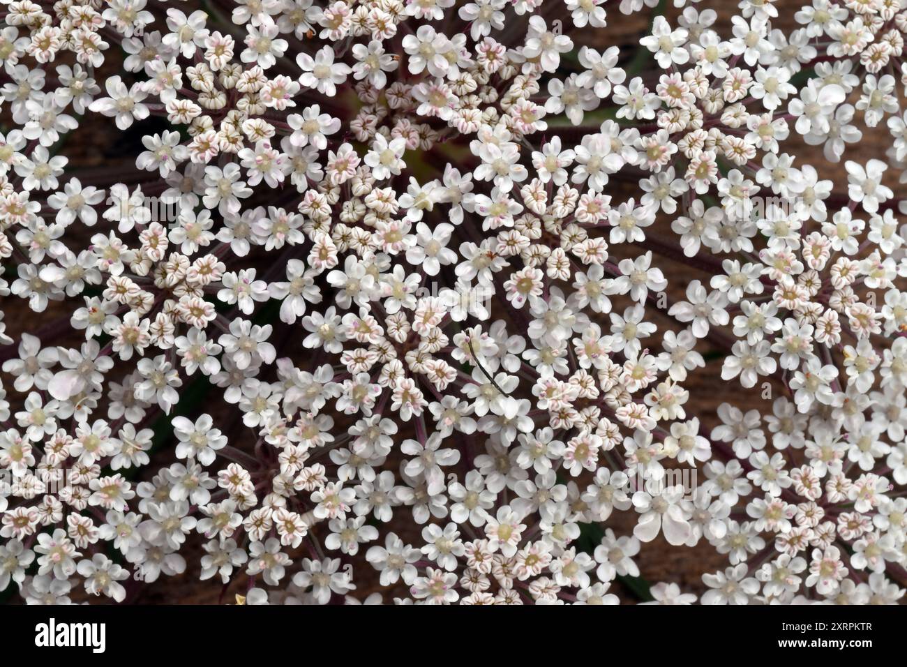 Macrofotografia dei fiori bianchi della carota selvatica (Daucus carota) Foto Stock