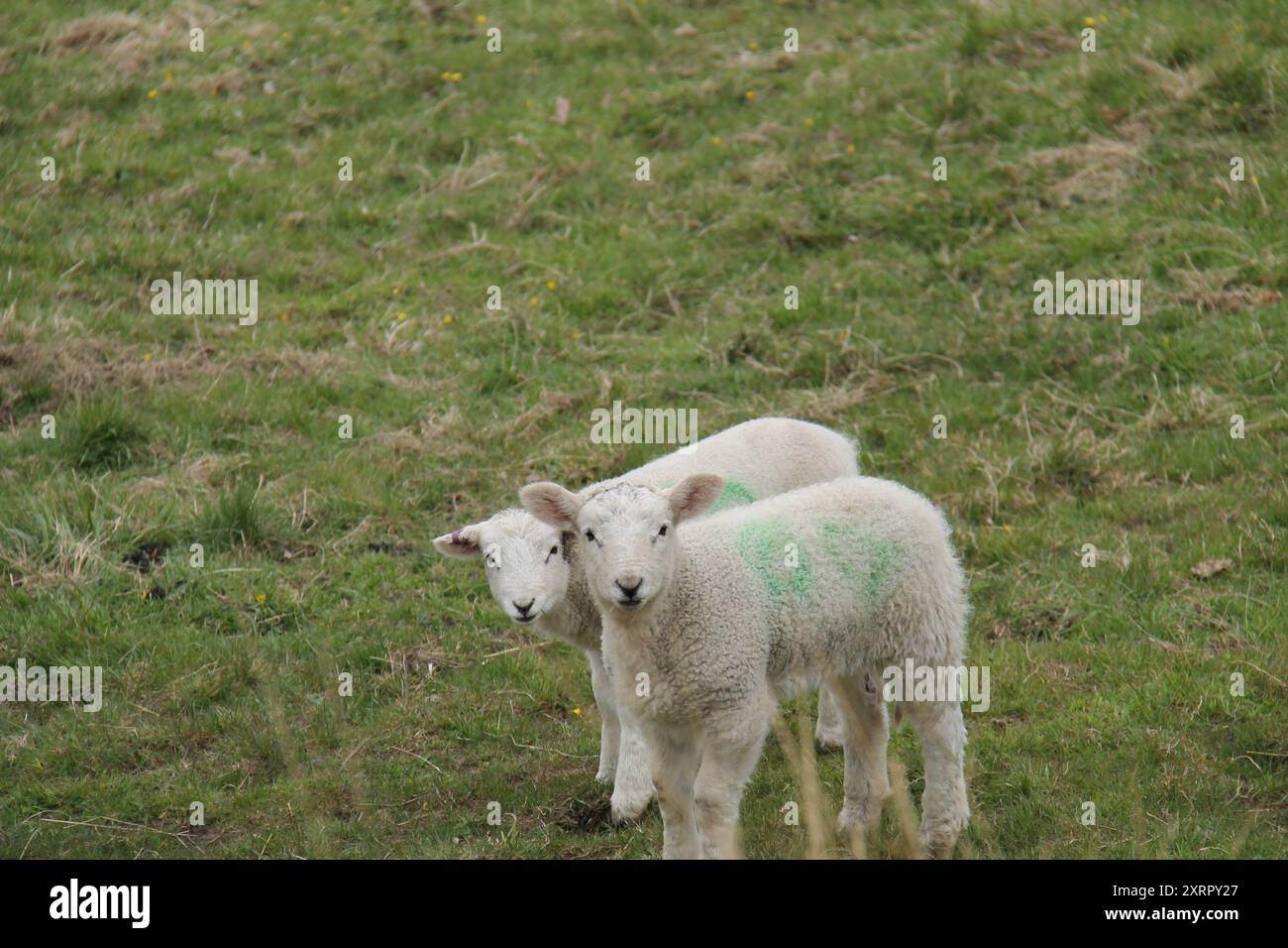 Due pecore di agnello neonato in un prato erboso. Foto Stock