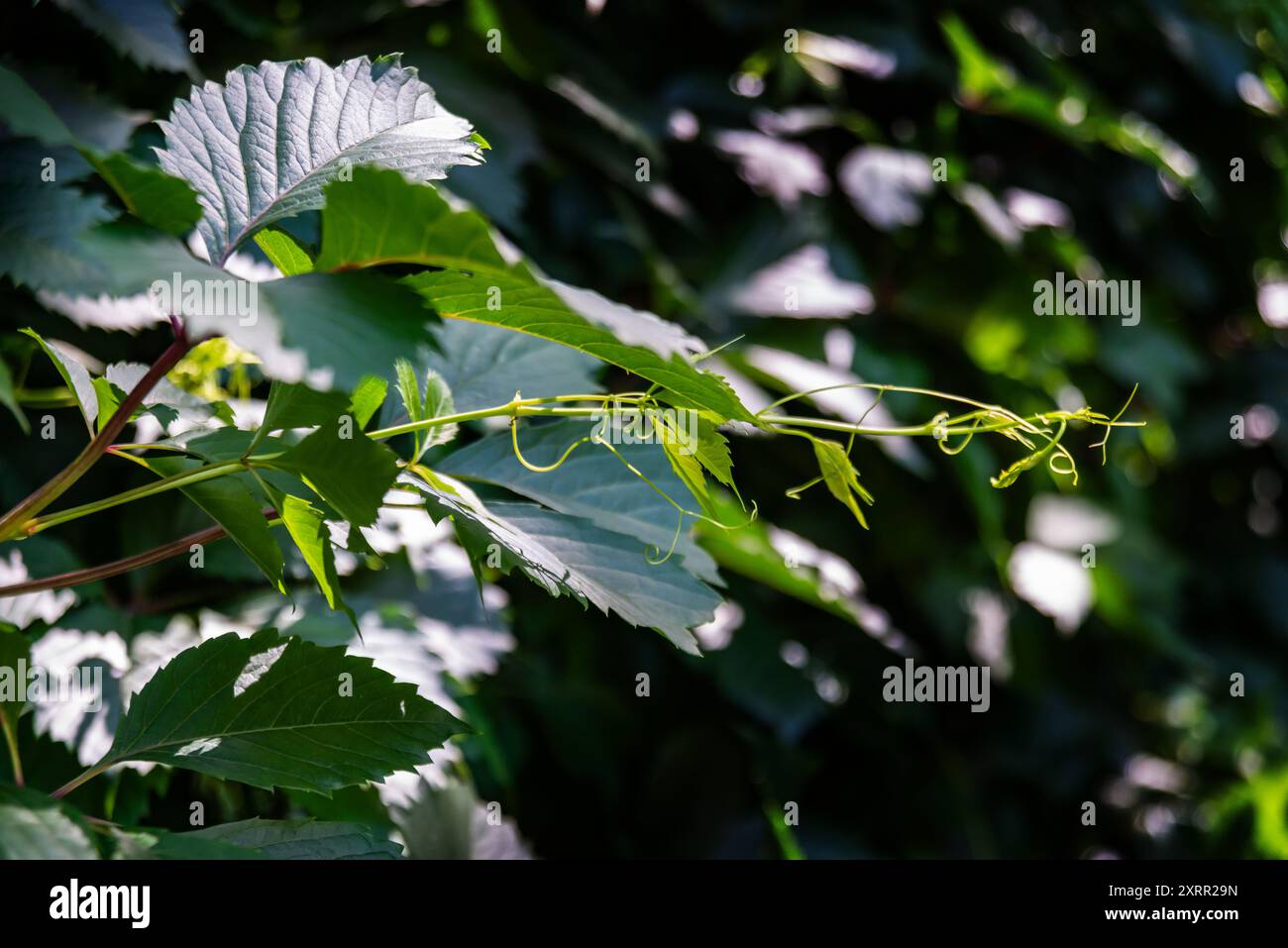 Primo piano di lussureggianti foglie verdi che crogiolano alla luce del sole, mostrando la bellezza e la freschezza della natura. Foto Stock
